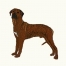 Rhodesian Ridgeback Hand Towel