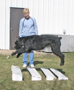 CDX Dog Competition